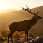 Berrea en las sierras de Valencia